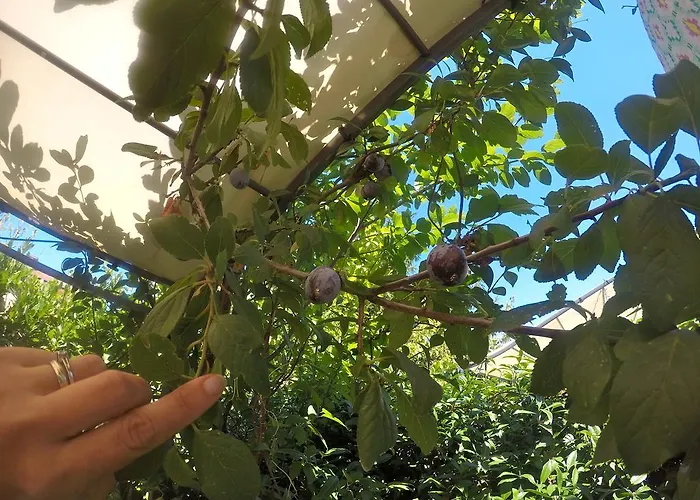 Biscuit Bed and Breakfast Πίζα