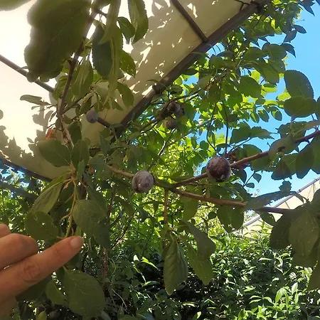 Biscuit Bed & Breakfast Pisa